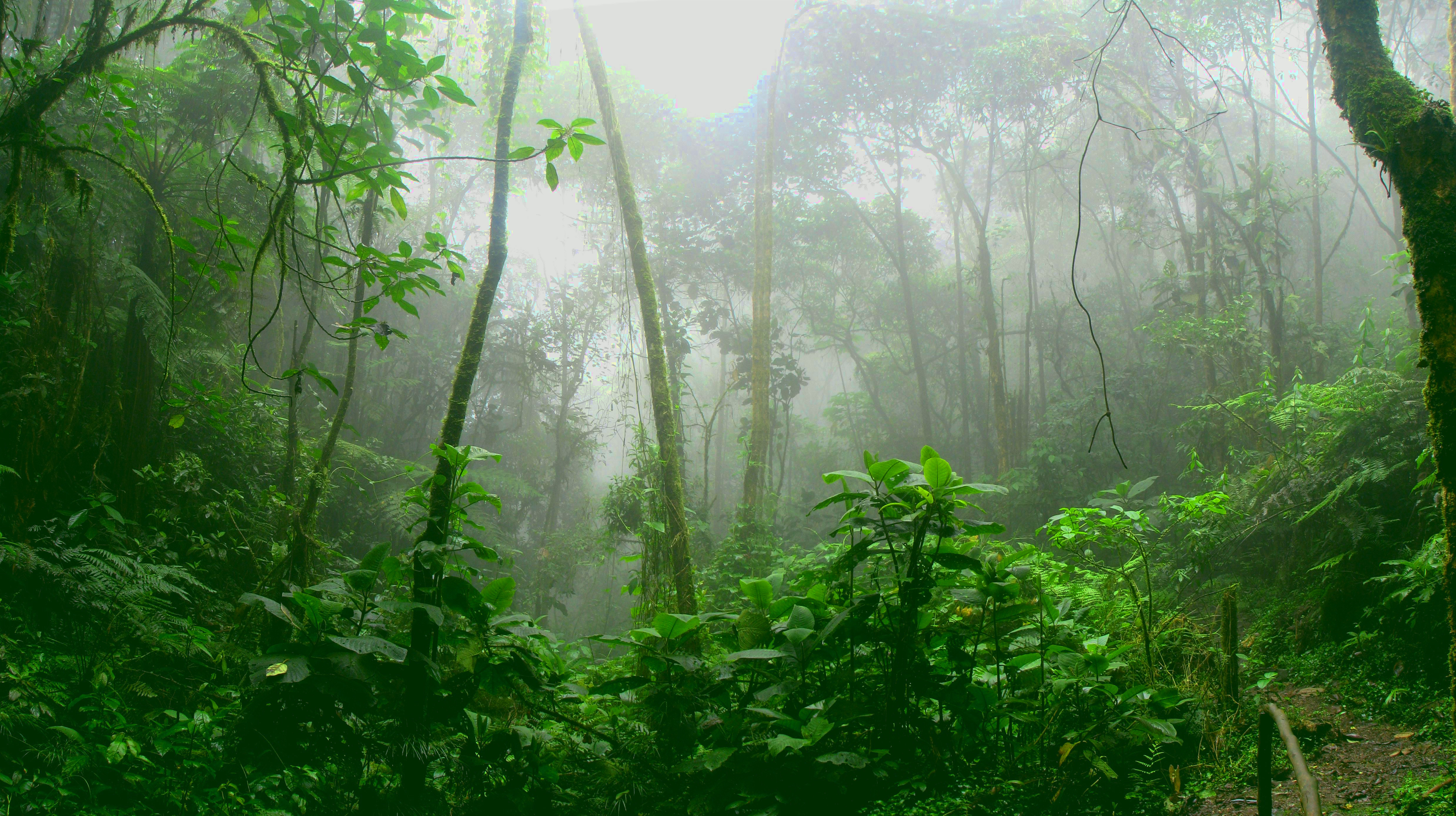 The Xocust Wilderness